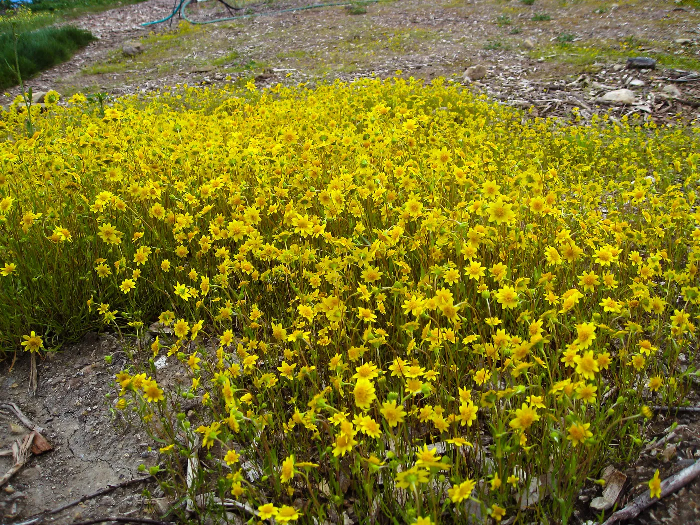 Lasthenia californica, goldfields at Gane site