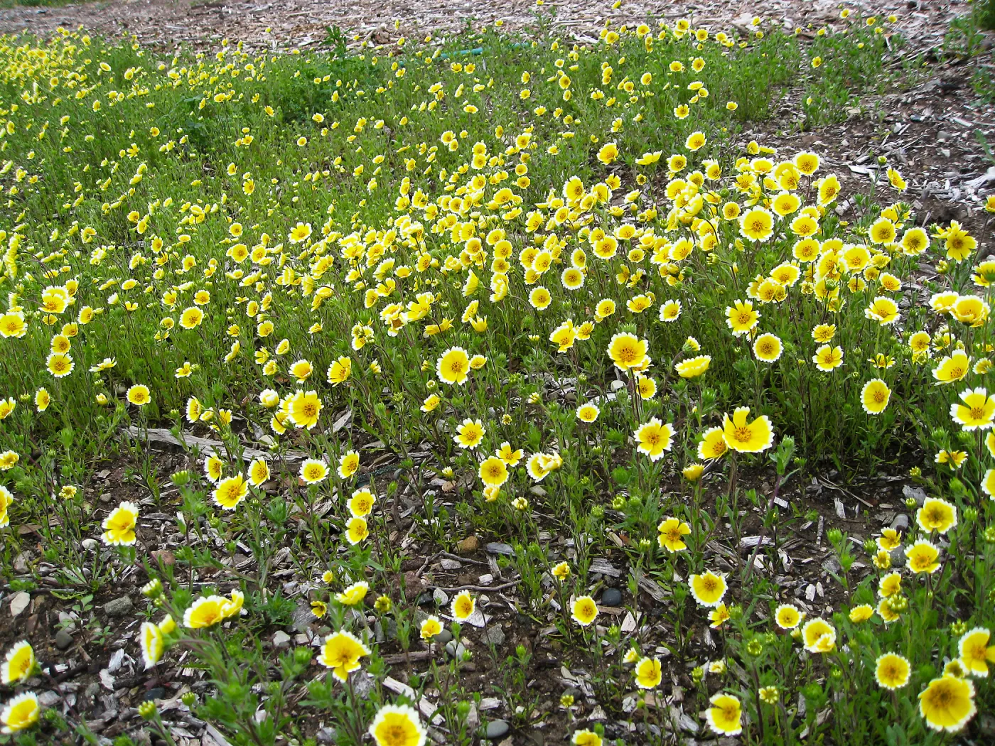 Tidy tips, Layia platyglosa at Gane site