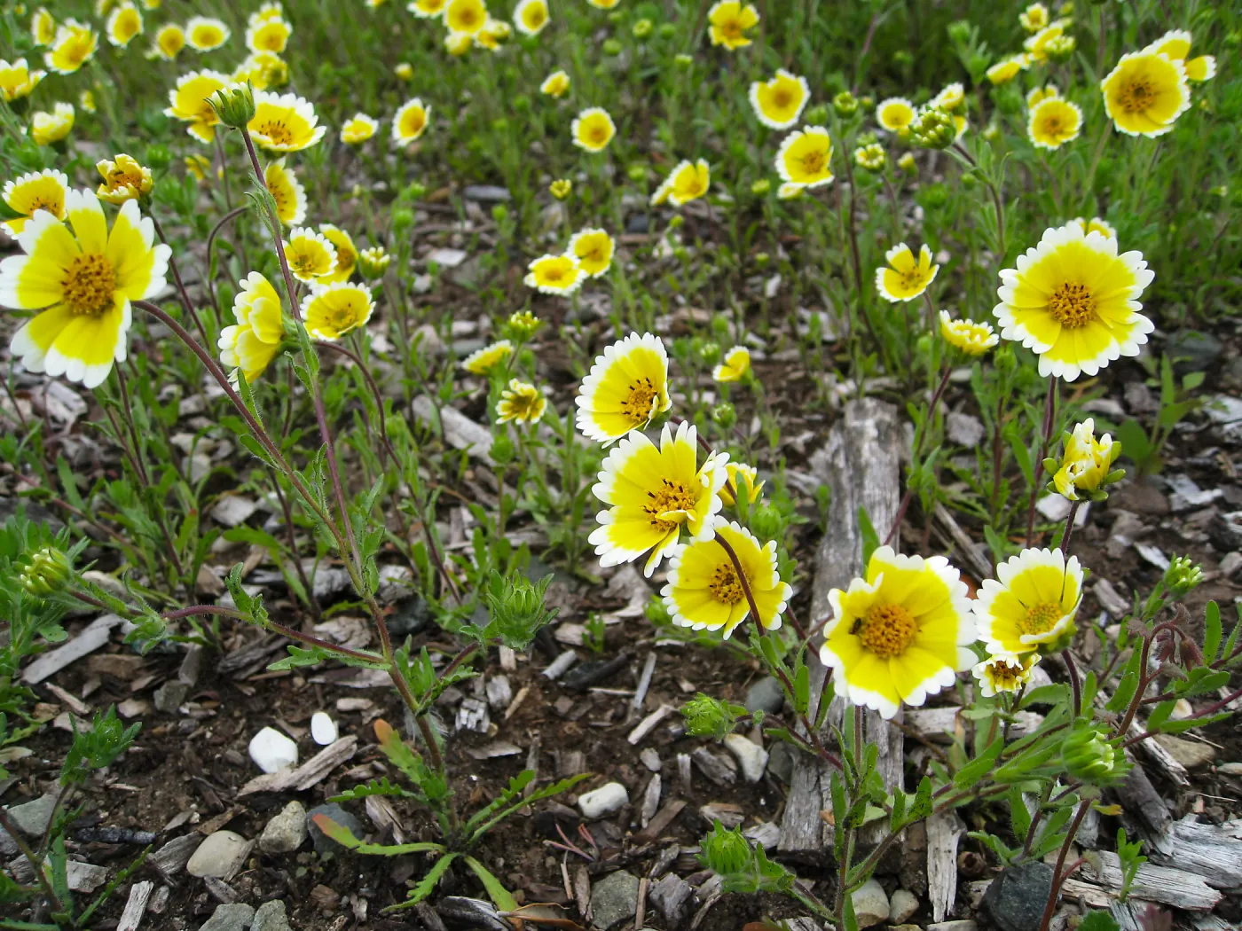 Tidy tips, Layia platyglosa at Gane site