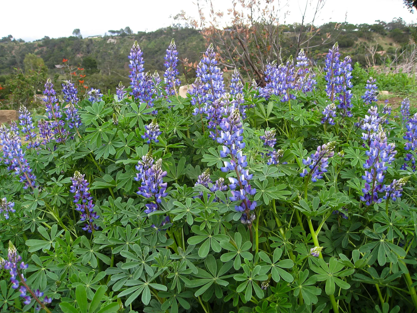 Lupinus at Gane site (lupine)