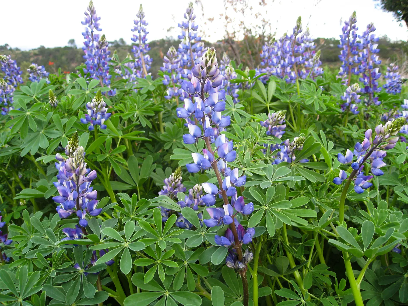 Lupinus (lupine)at Gane site