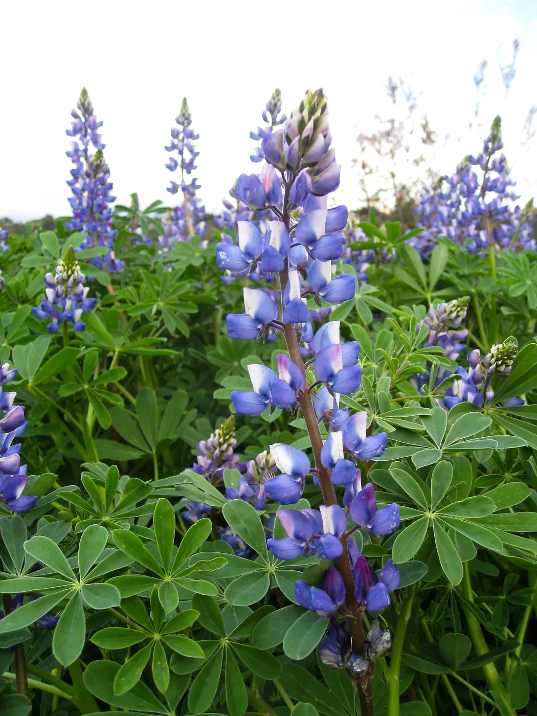 Lupinus (lupine) at Gane site