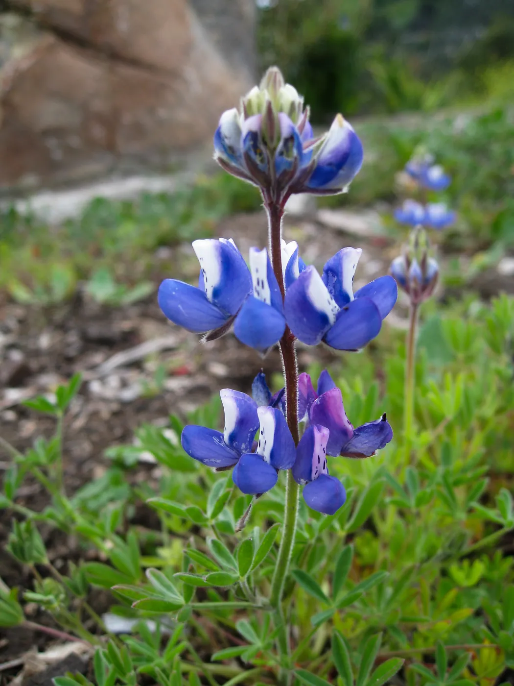 Lupinus (lupine)at Gane site