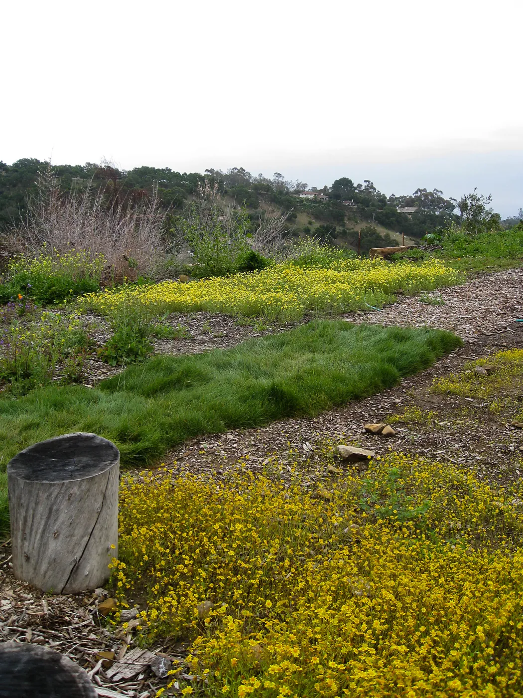 Lasthenia californica, goldfields at Gane site
