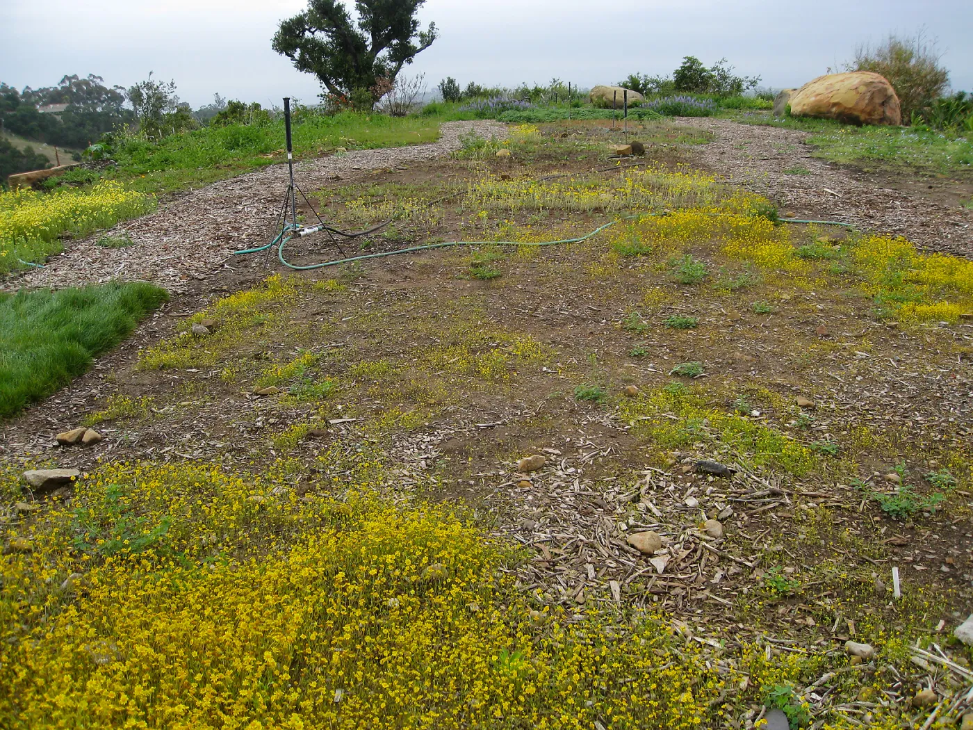 Lasthenia californica, goldfields at Gane site