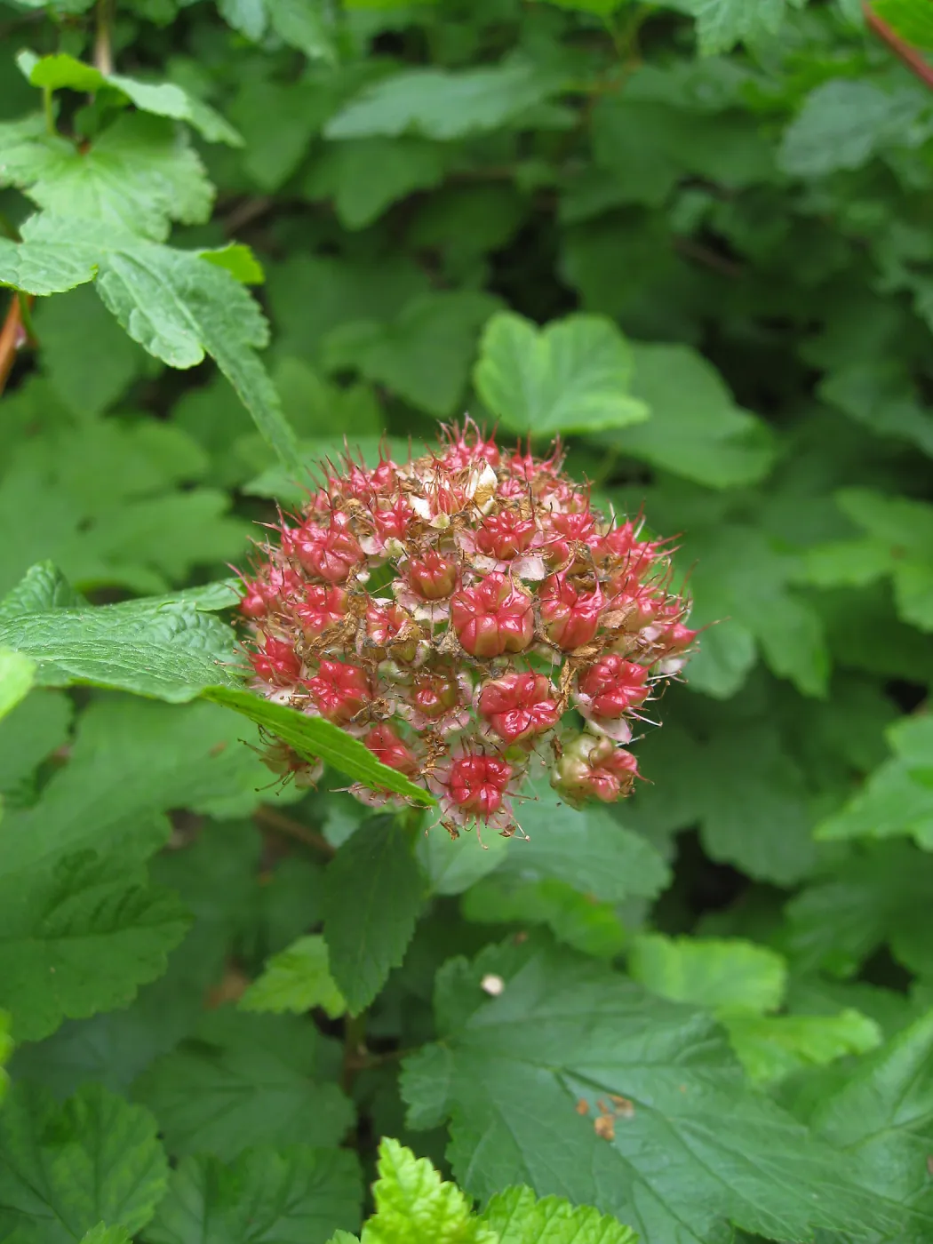 Calycanthus occidentalis, spice bush in fruit in the Arroyo