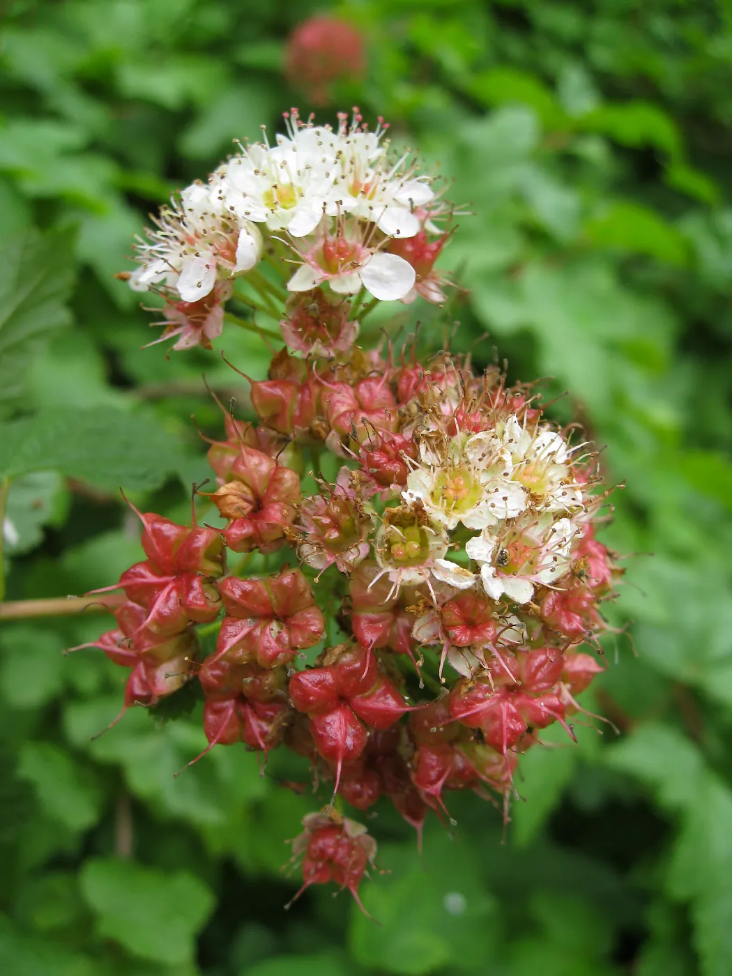Calycanthus occidentalis, spice bush in fruit in the Arroyo