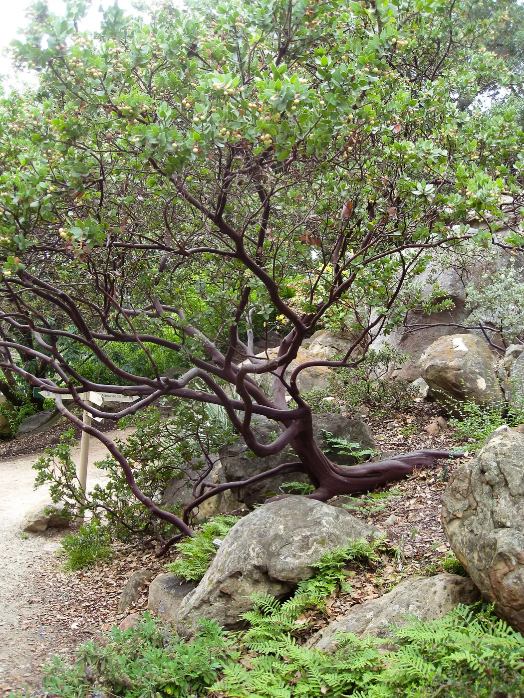 Arctostaphylos refugioensis in the Arroyo