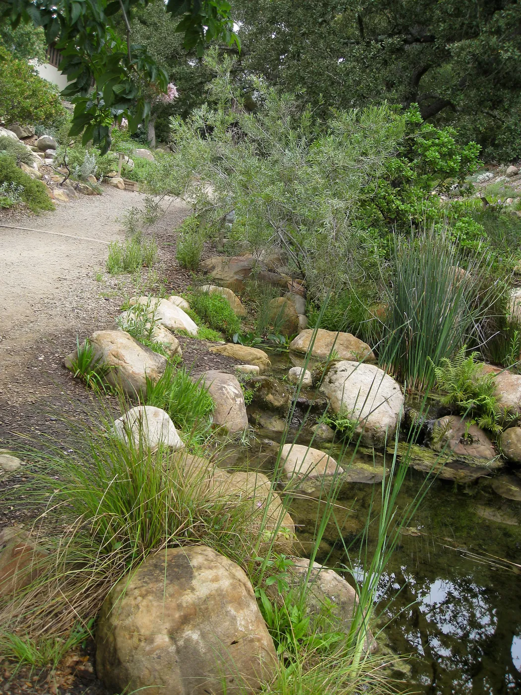 The Arroyo pond