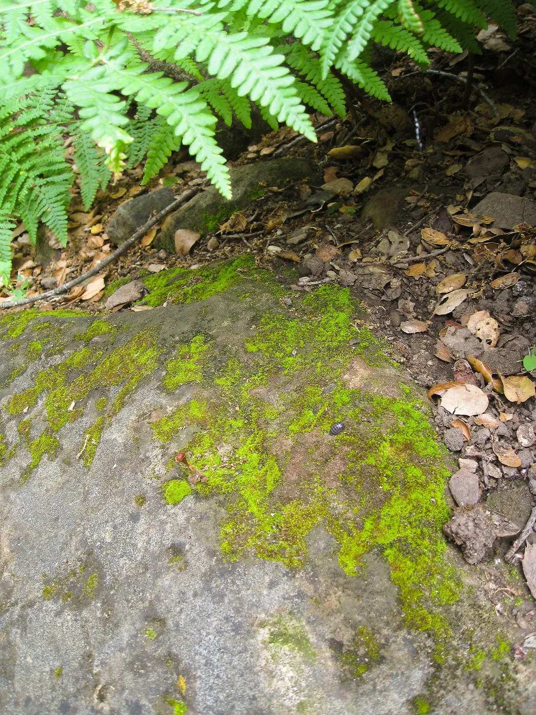 Rocks in the Arroyo
