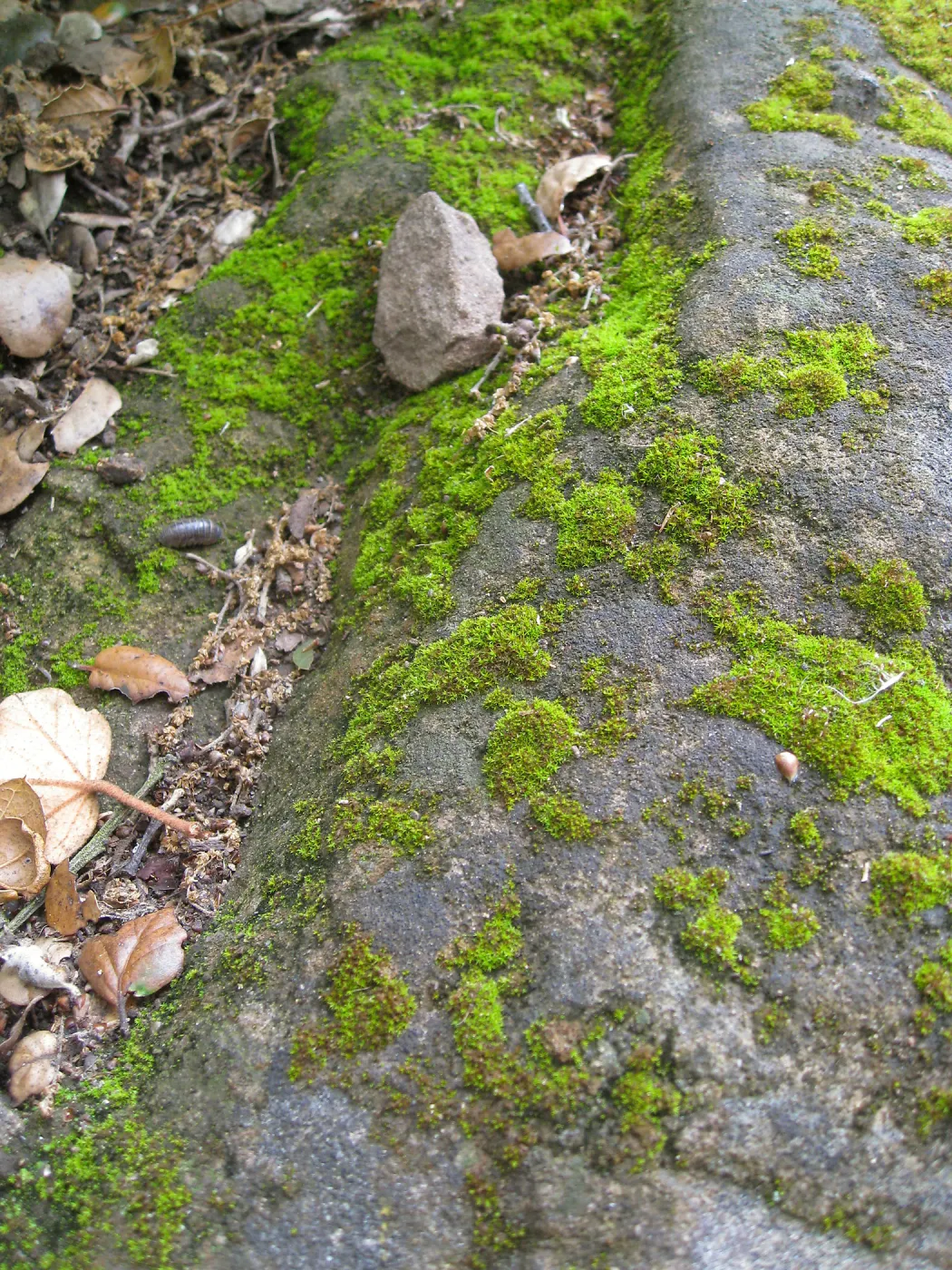 Rocks in the Arroyo