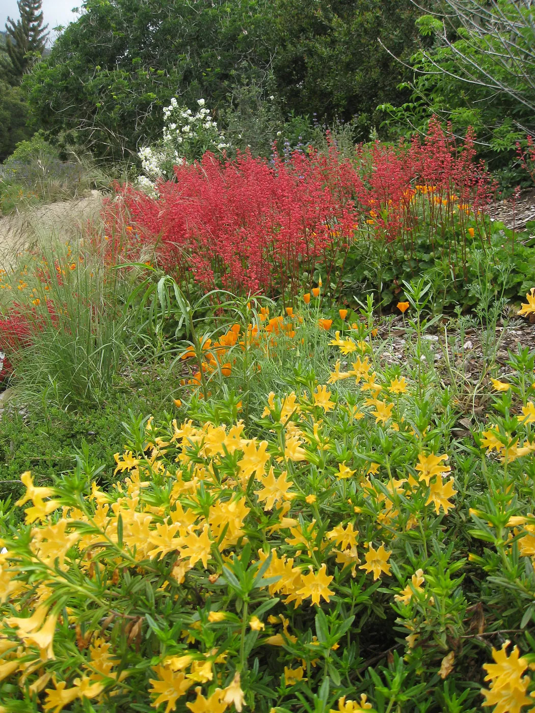 Mimulus bifidus, Heuchera Santa Ana Cardinal on Parking Lot bank