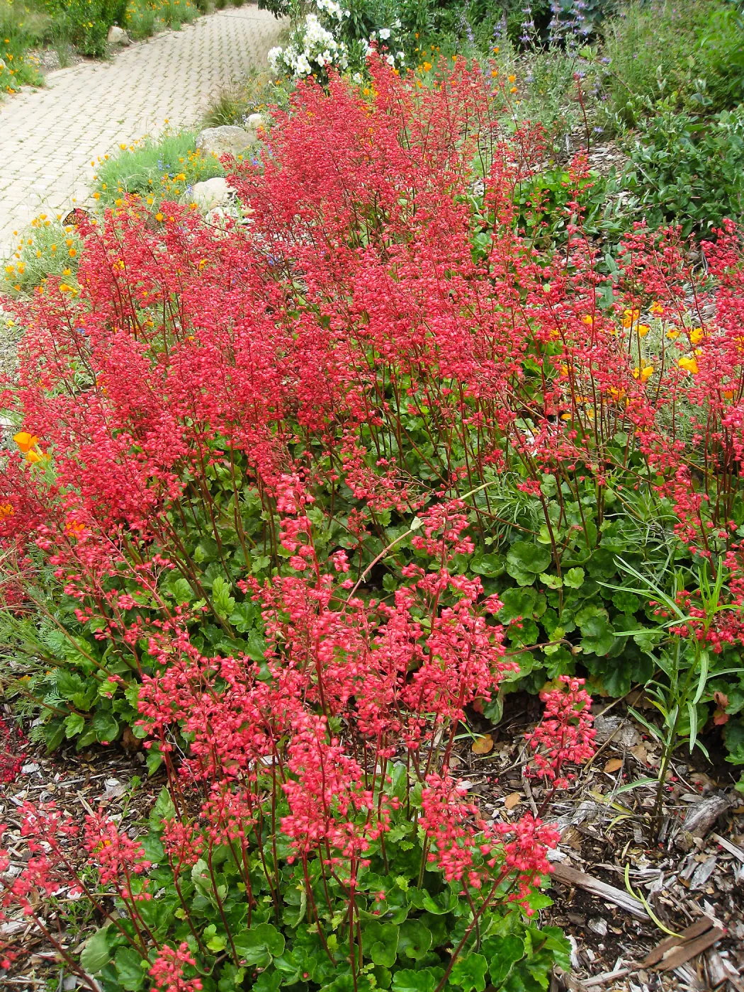 Heuchera Santa Ana Cardinal on Parking Lot Bank
