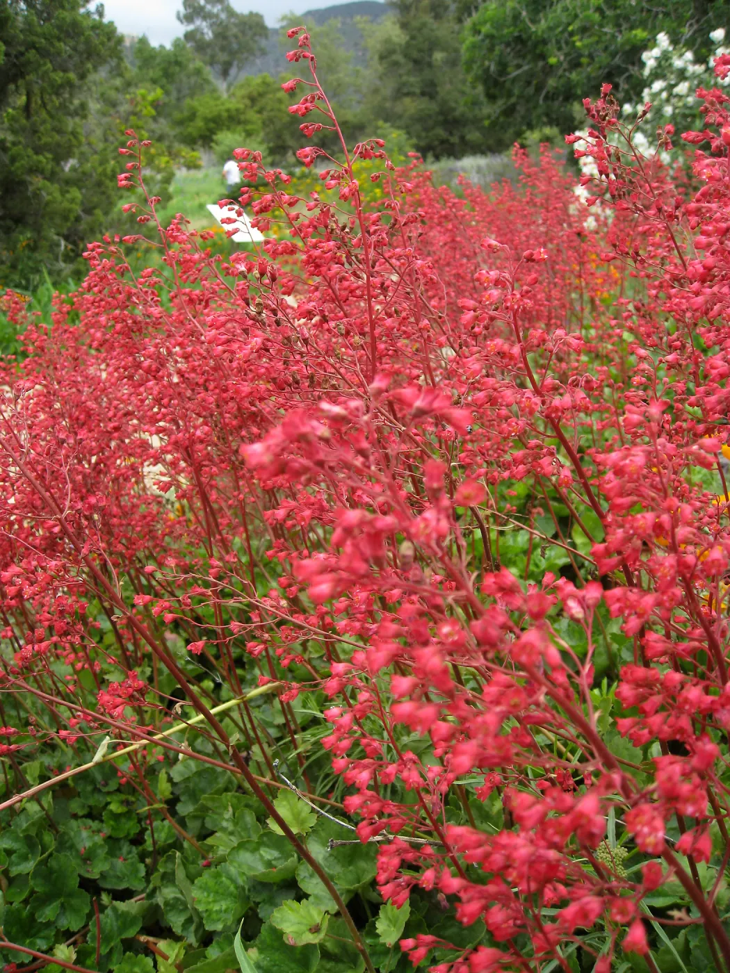Heuchera Santa Ana Cardinal on Parking Lot Bank