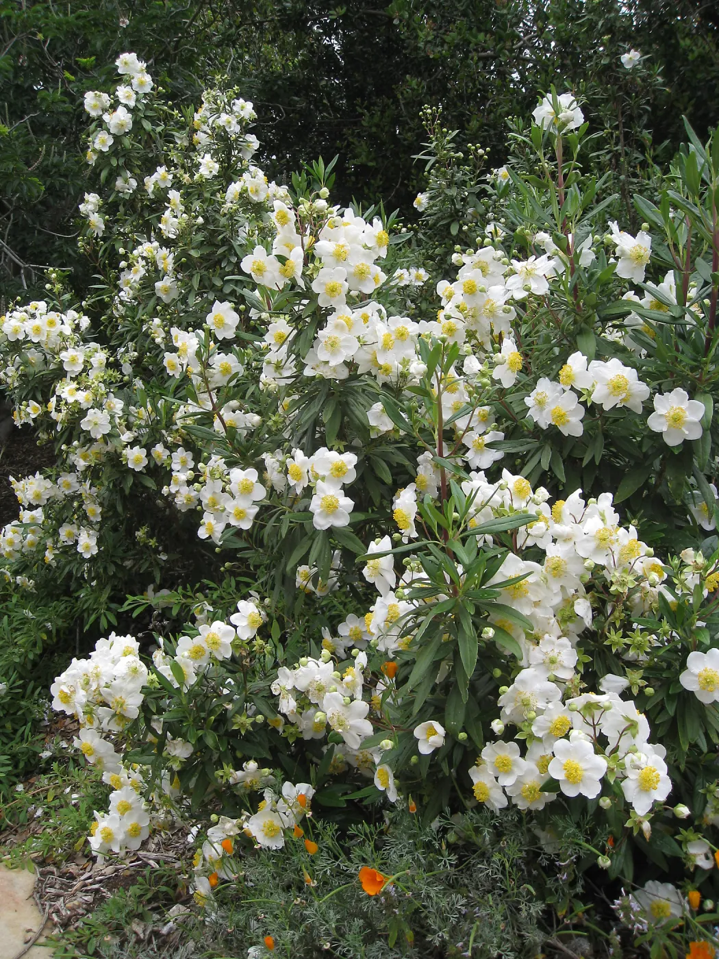 Carpenteria californica on Parking Lot Bank