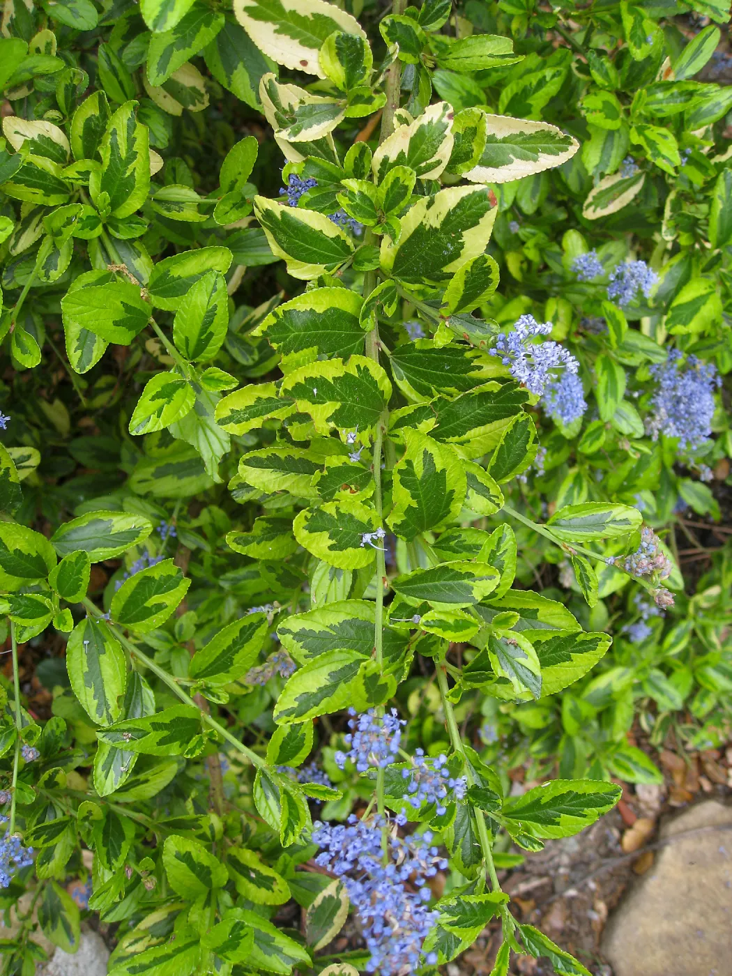 Ceanothus 'El Dorado'