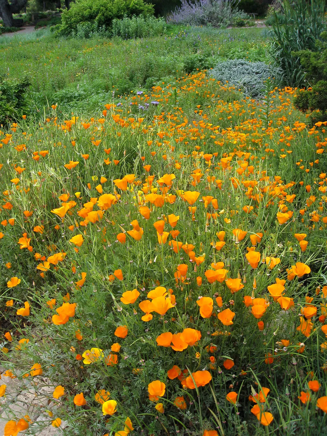 California poppy in upper Meadow