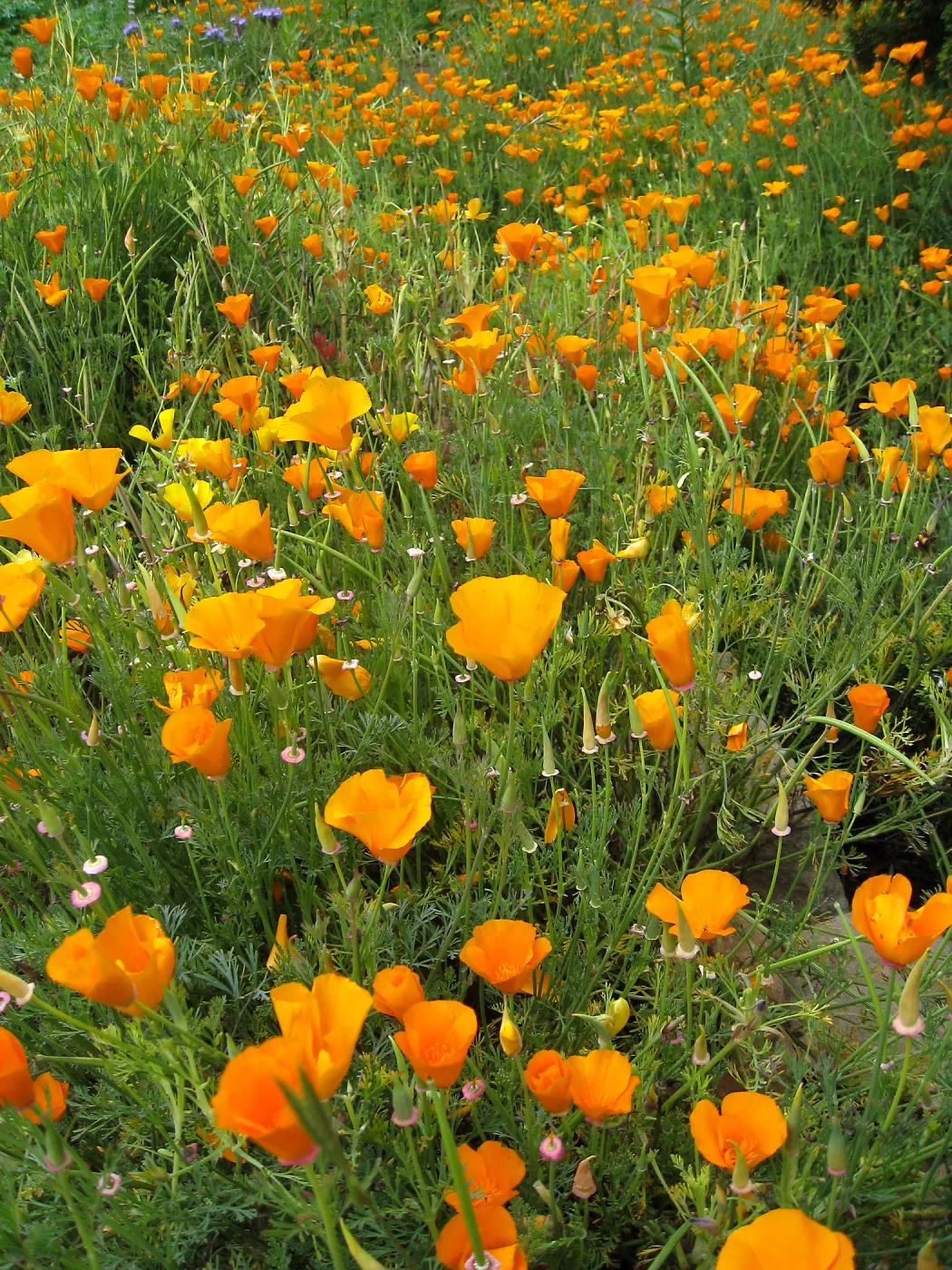 California poppy in upper Meadow