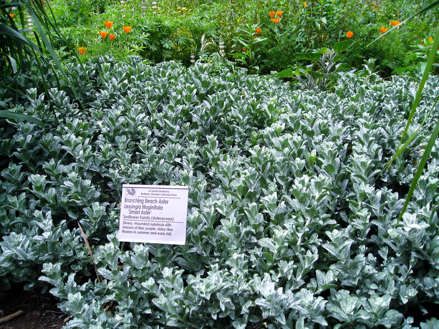 Lessingia 'Smart Aster'