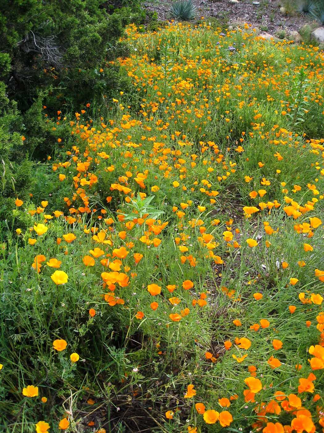 Groundcover display with California Poppy