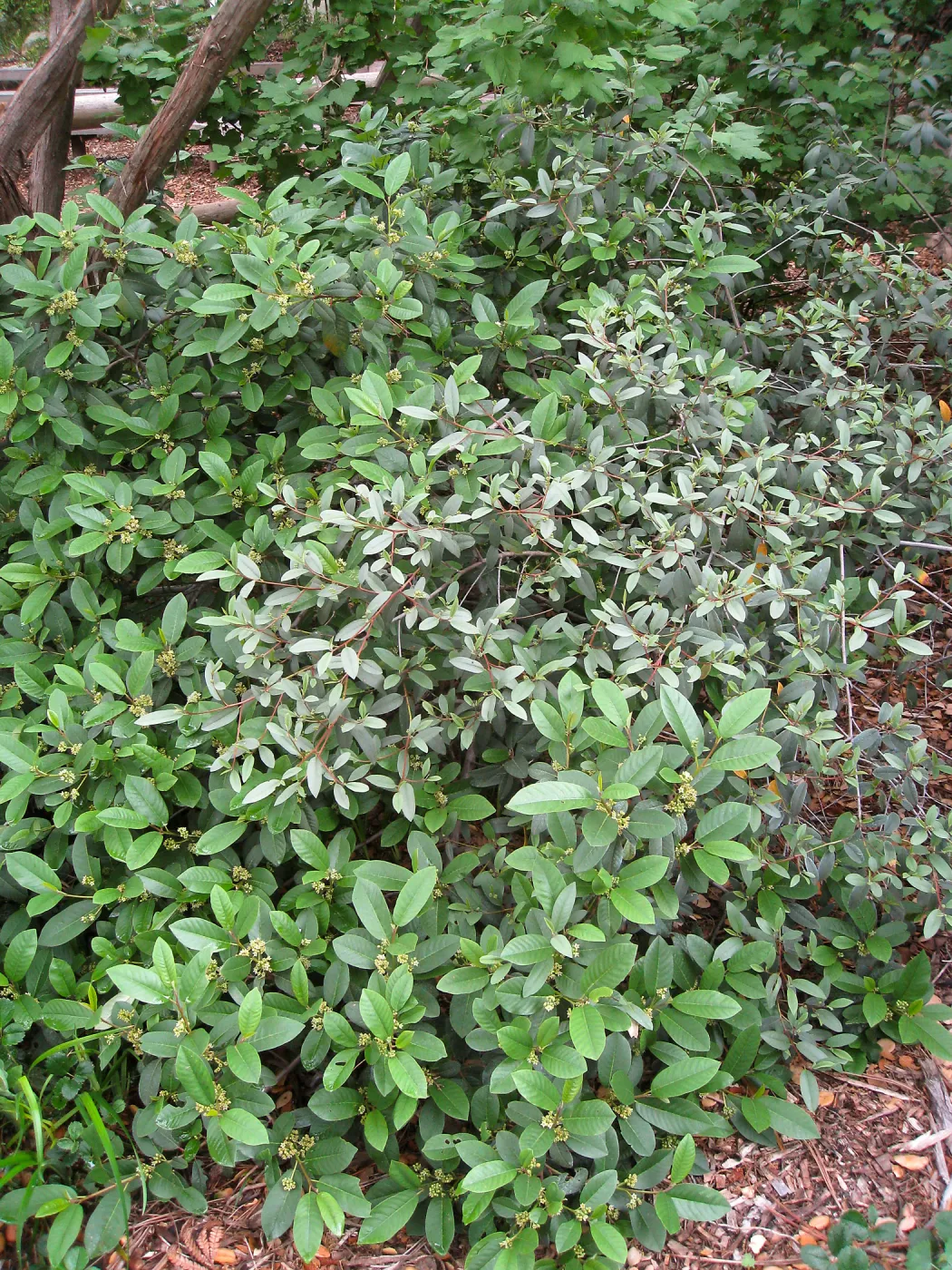 Rhamnus california and Rhamnus tomentella at entrance Kiosk