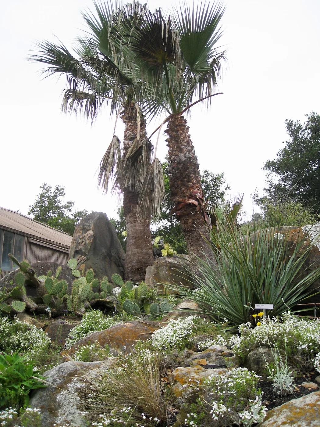 Washingtonia filifera in Desert Section