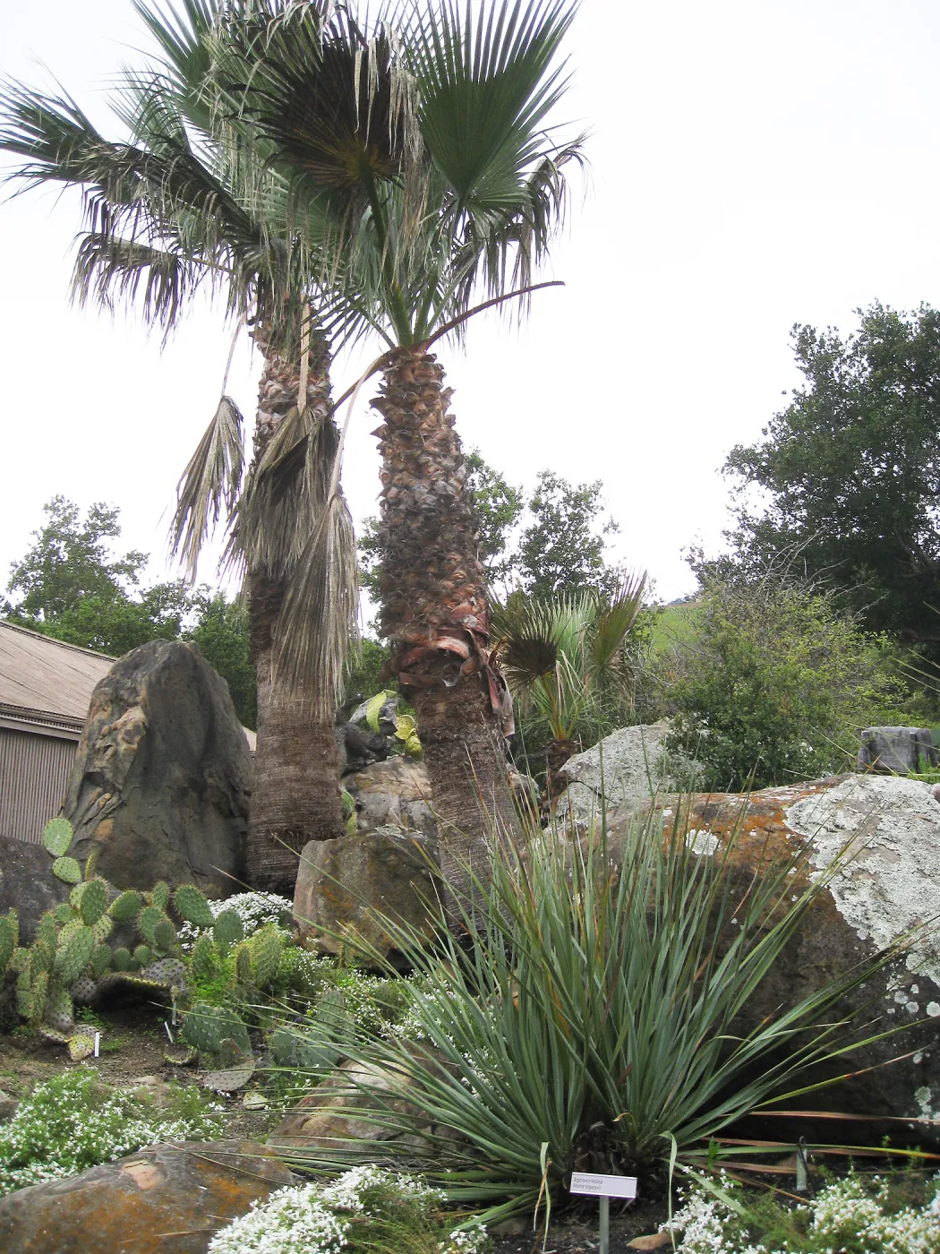 Washingtonia filifera in Desert Section