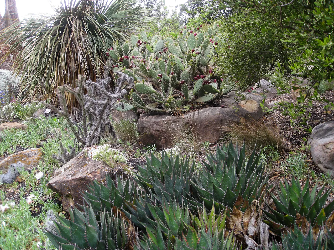 Desert Section
