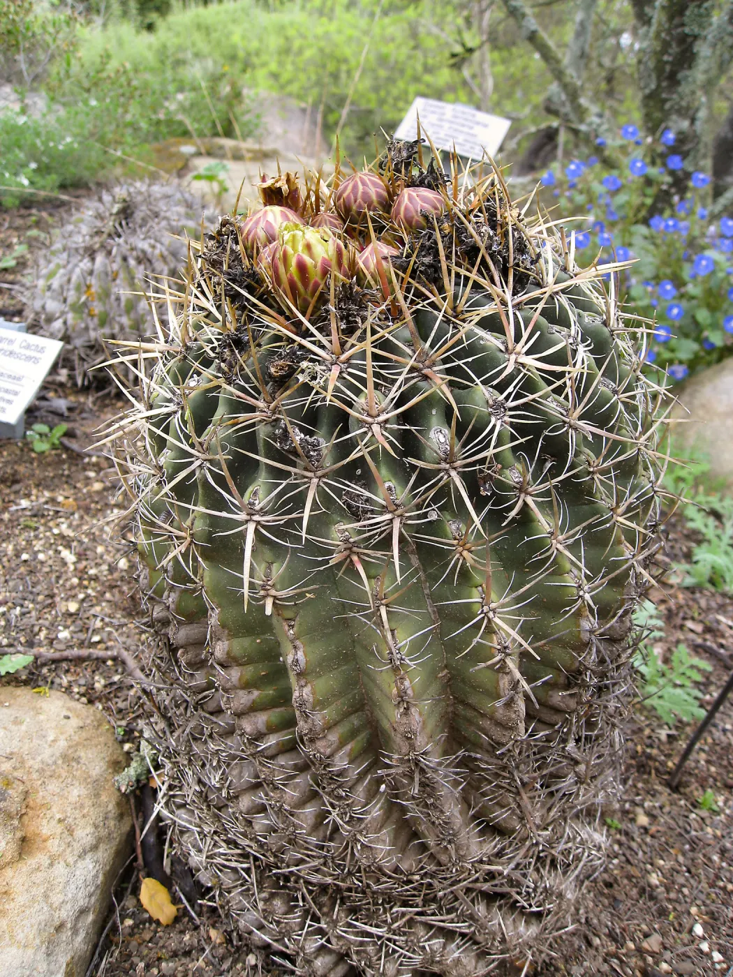 Ferocactus viridescens in Desert Section