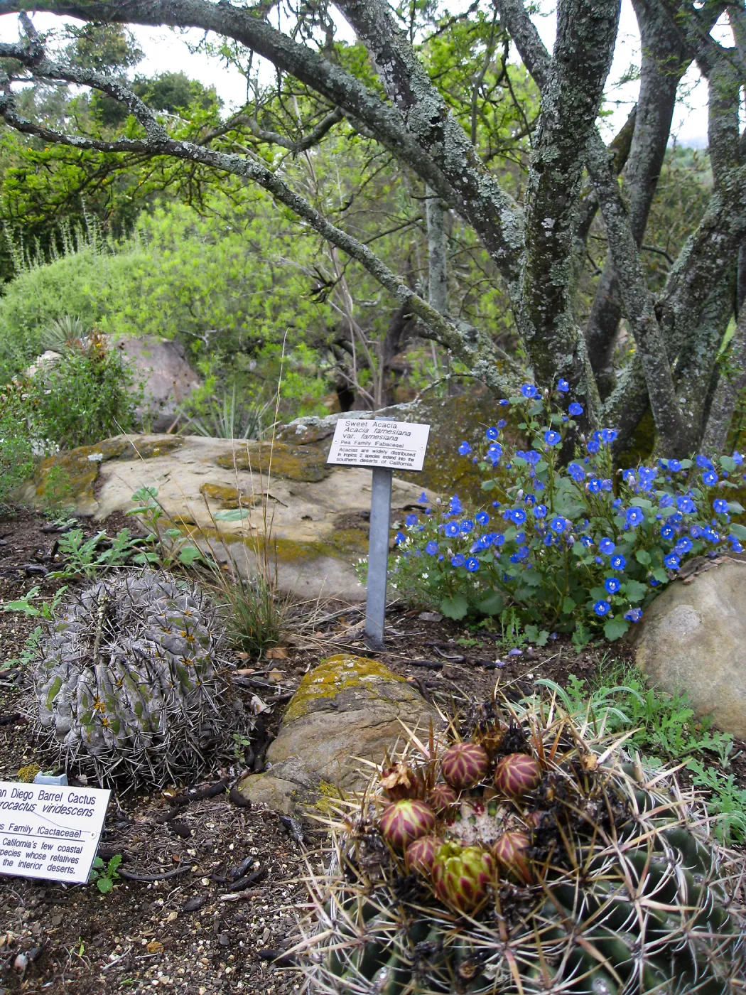 Ferocactus viridescens in Desert Section