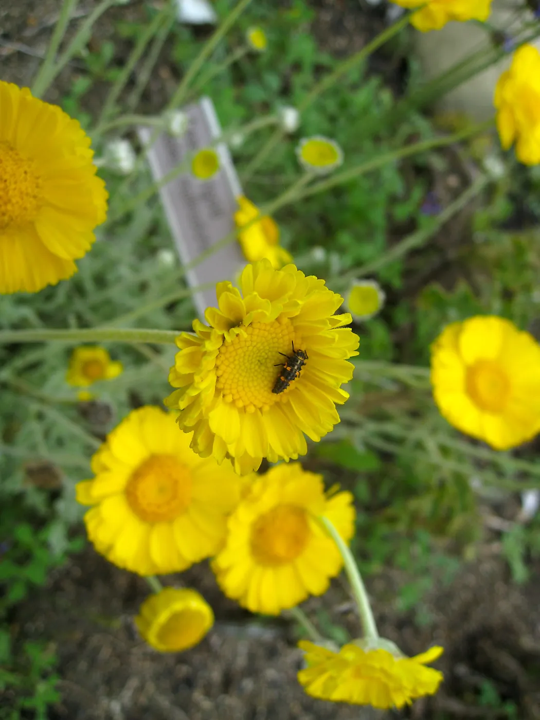 Baileya multiradiata in Desert Section