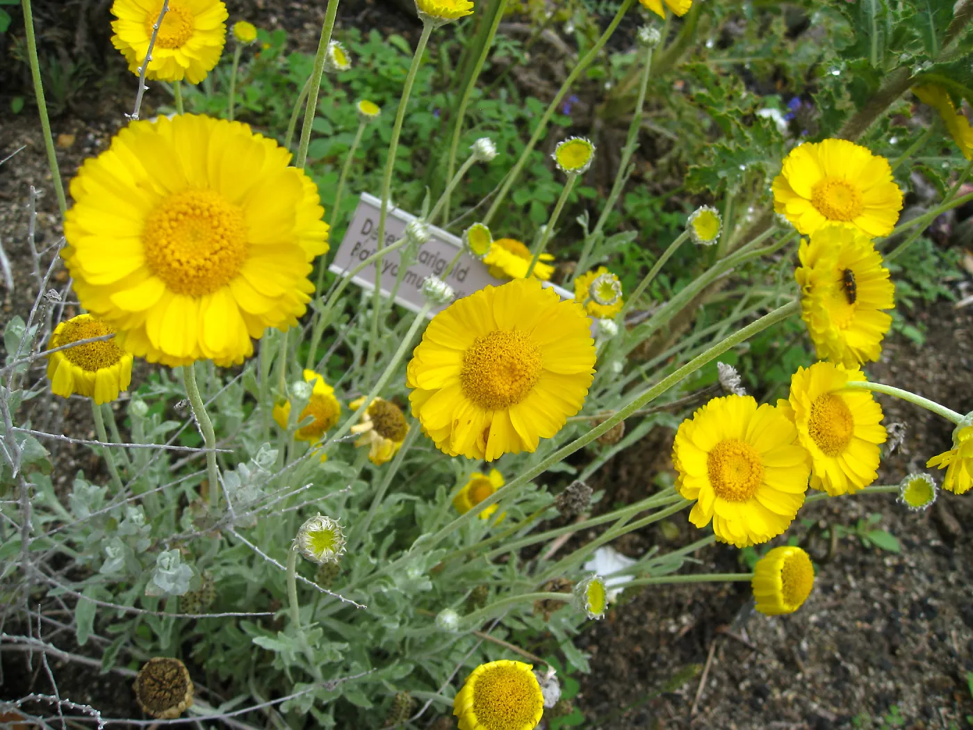 Baileya multiradiata in Desert Section