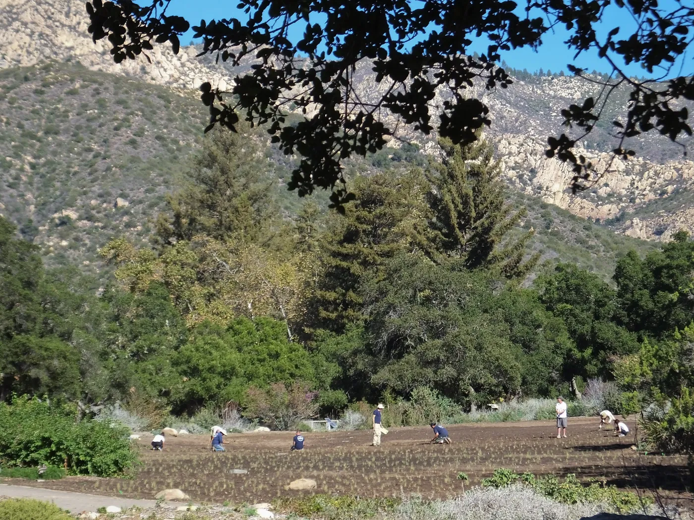 Meadow Revival Project, Blue Gramma Plug Planting, Volunteers from Hofmann Architecture