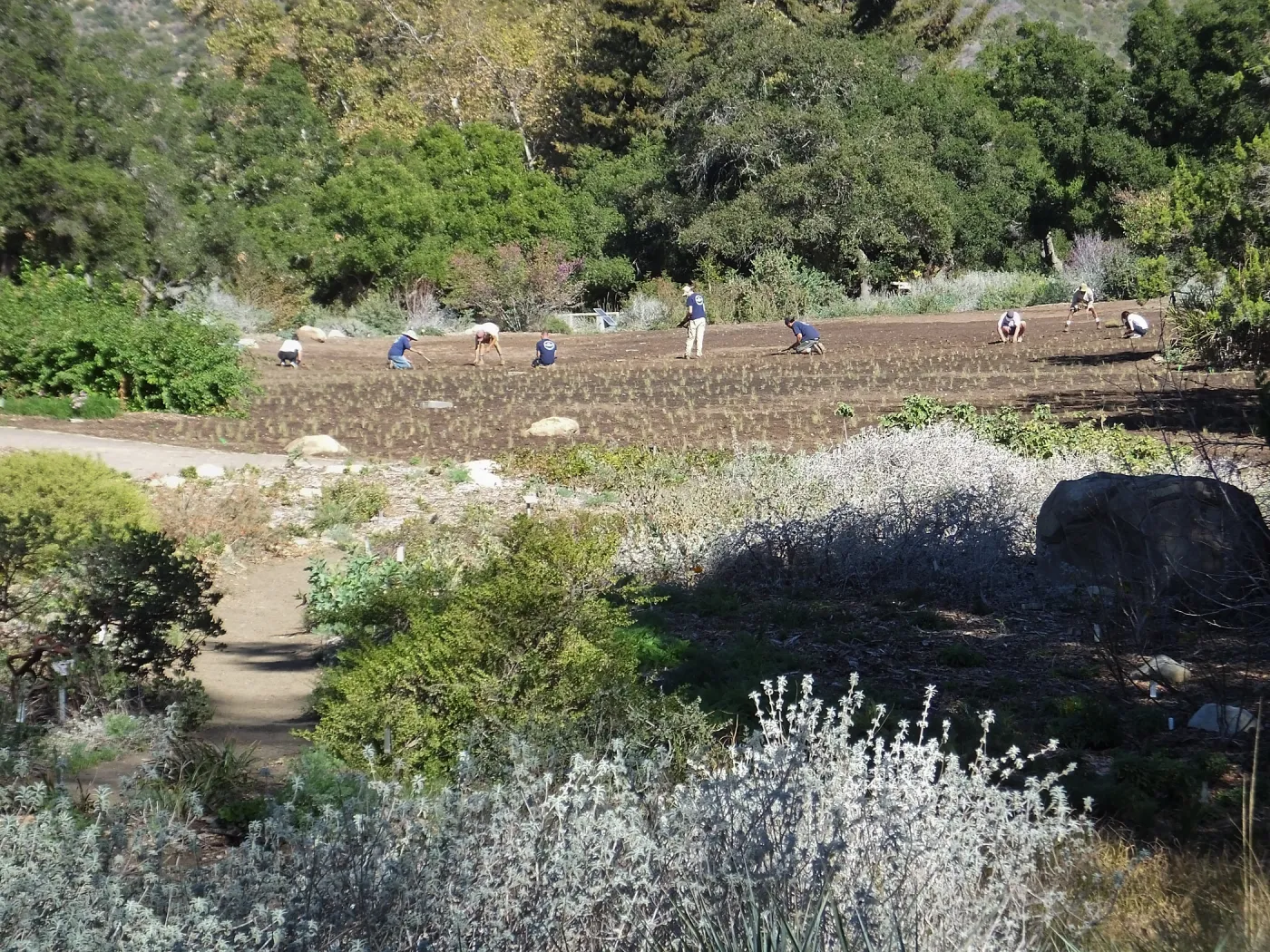 Meadow Revival Project, Blue Gramma Plug Planting, Volunteers from Hofmann Architecture