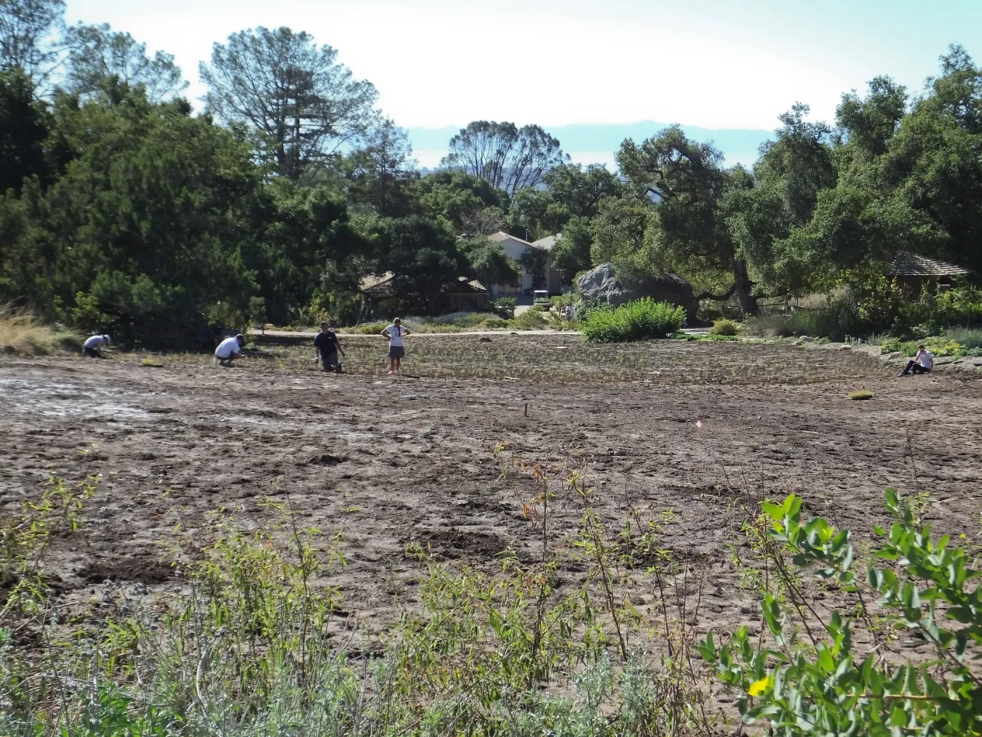 Meadow Revival Project, Blue Gramma Plug Planting, Volunteers from Hofmann Architecture