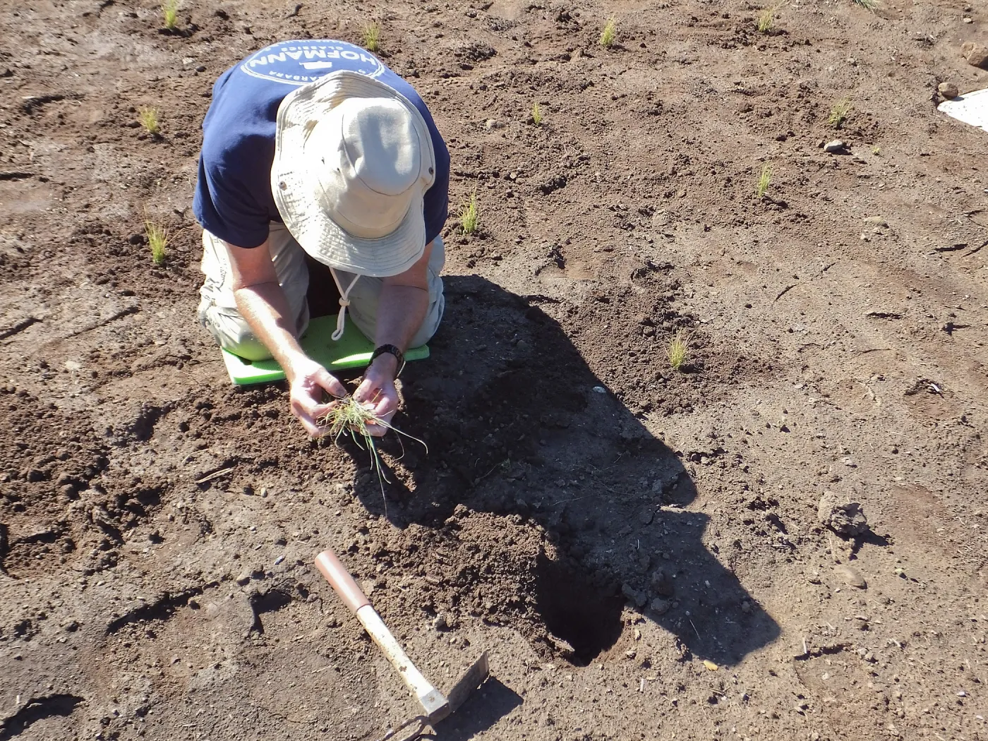Meadow Revival Project, Blue Gramma Plug Planting, Volunteers from Hofmann Architecture