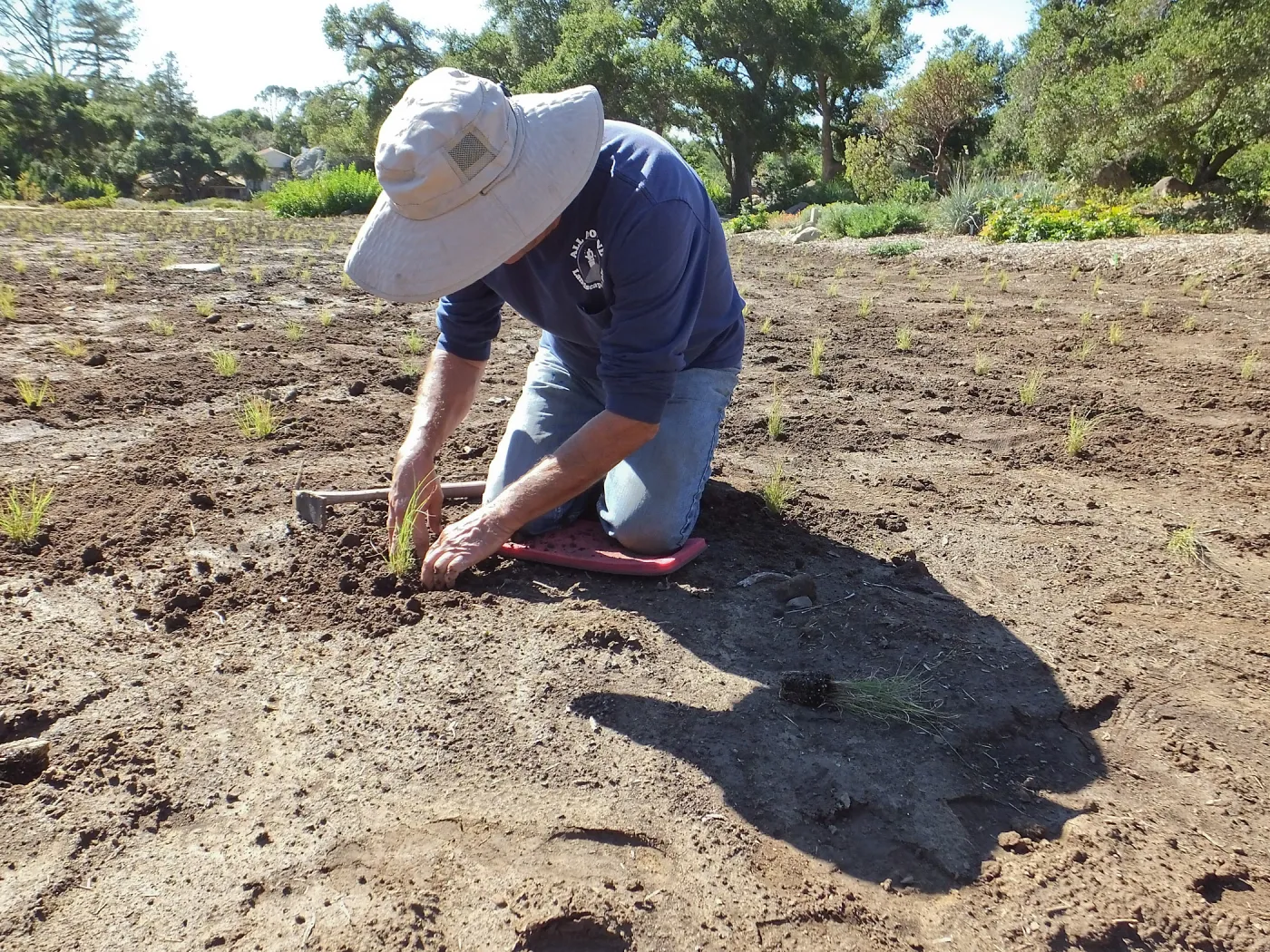 Meadow Revival Project, Blue Gramma Plug Planting, Volunteers from Hofmann Architecture