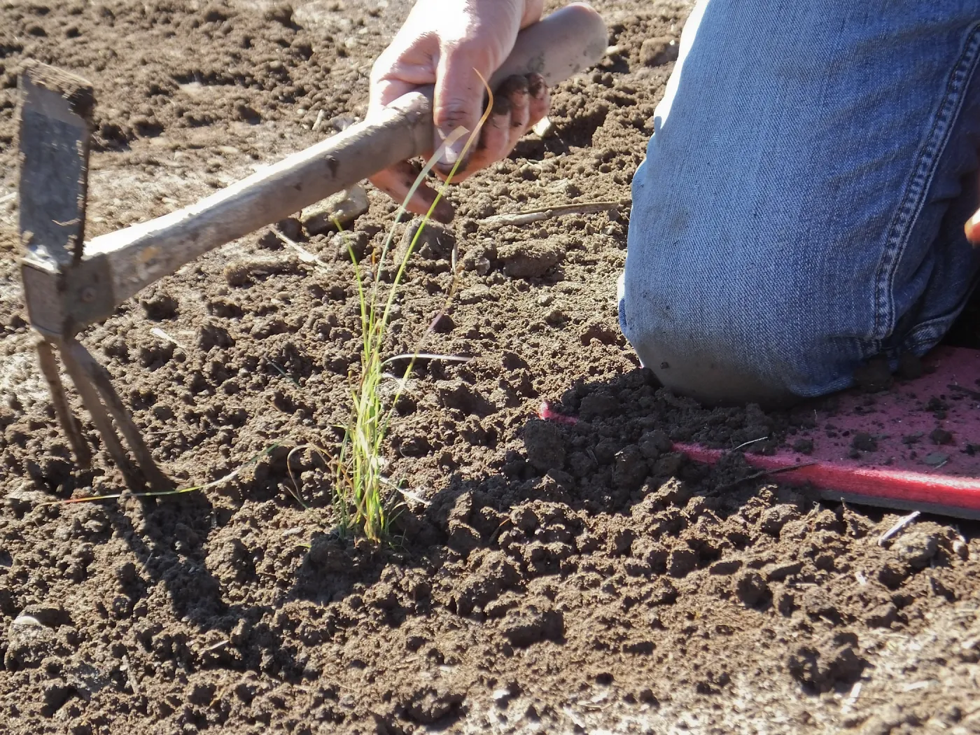 Meadow Revival Project, Blue Gramma Plug Planting, Volunteers from Hofmann Architecture