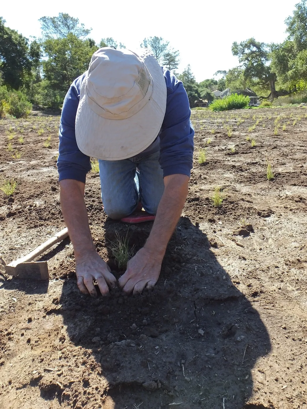Meadow Revival Project, Blue Gramma Plug Planting, Volunteers from Hofmann Architecture