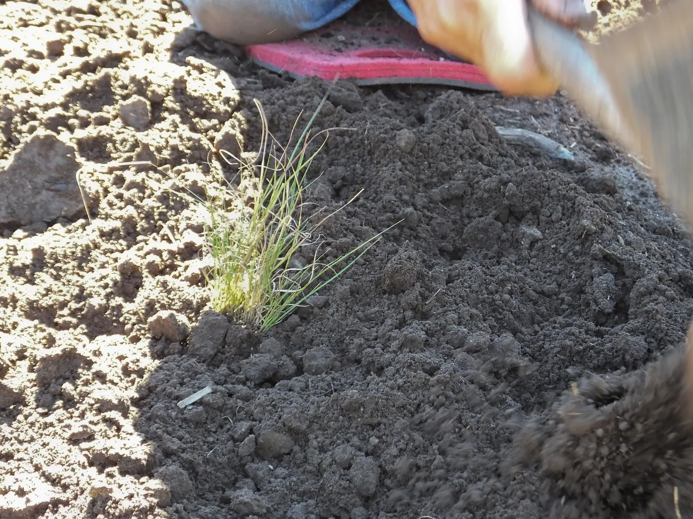 Meadow Revival Project, Blue Gramma Plug Planting, Volunteers from Hofmann Architecture
