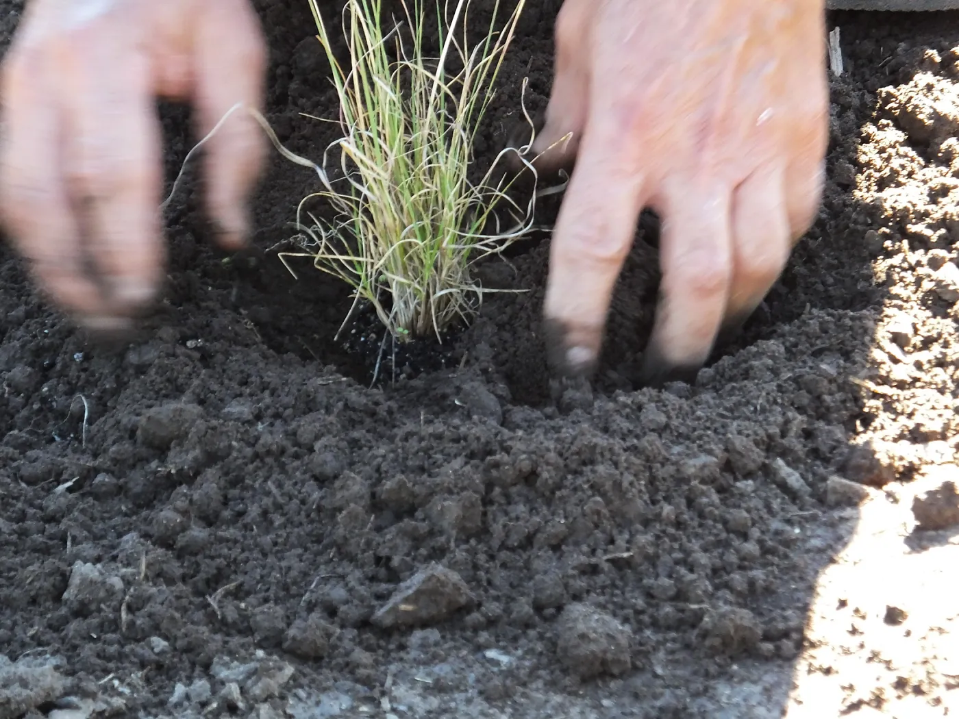 Meadow Revival Project, Blue Gramma Plug Planting, Volunteers from Hofmann Architecture