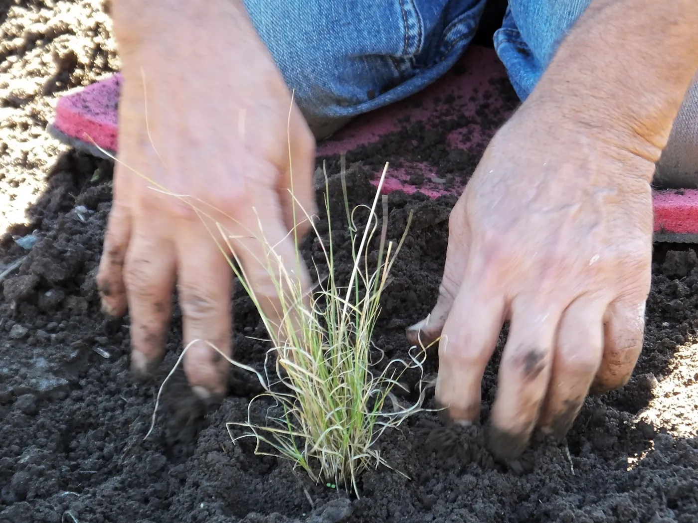 Meadow Revival Project, Blue Gramma Plug Planting, Volunteers from Hofmann Architecture