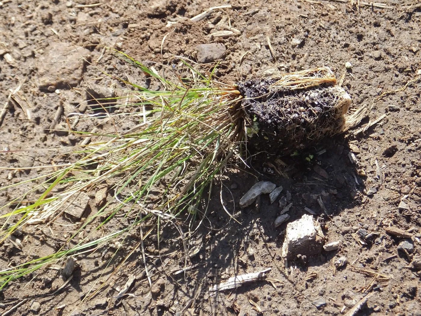 Meadow Revival Project, Blue Gramma Plug Planting, Volunteers from Hofmann Architecture