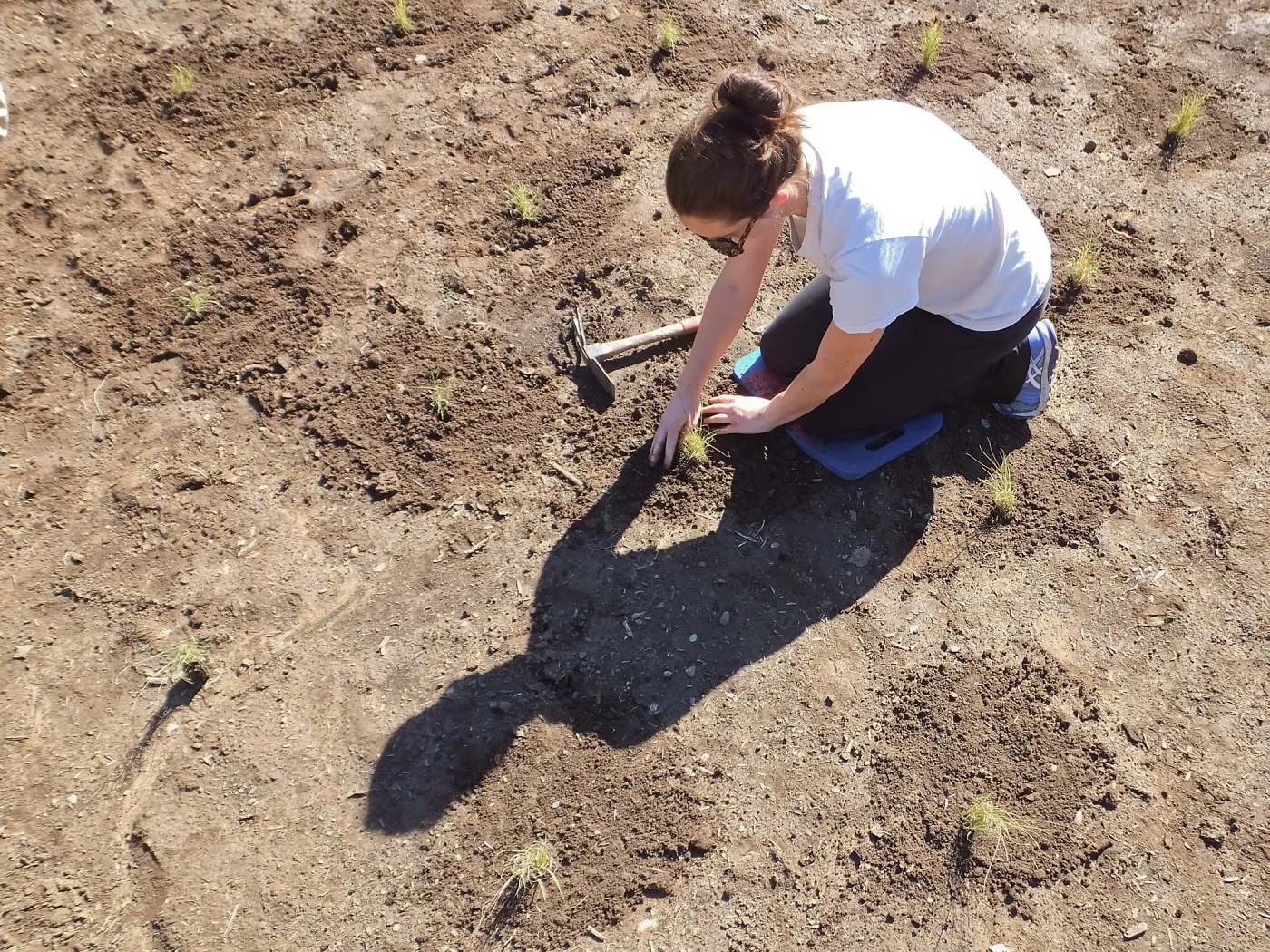 Meadow Revival Project, Blue Gramma Plug Planting, Volunteers from Hofmann Architecture