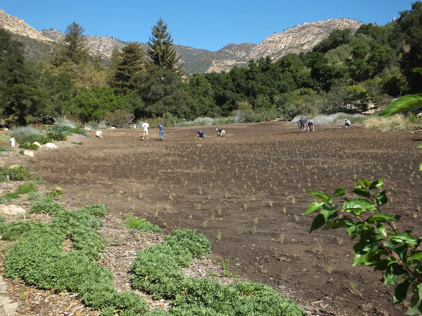 Meadow Revival Project, Blue Gramma Plug Planting