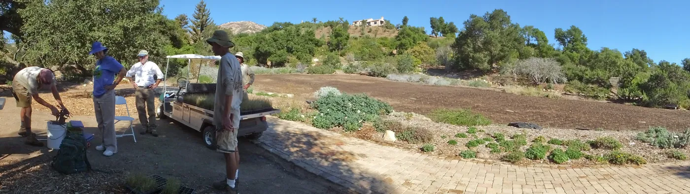Meadow Revival Project, Blue Gramma Plug Planting