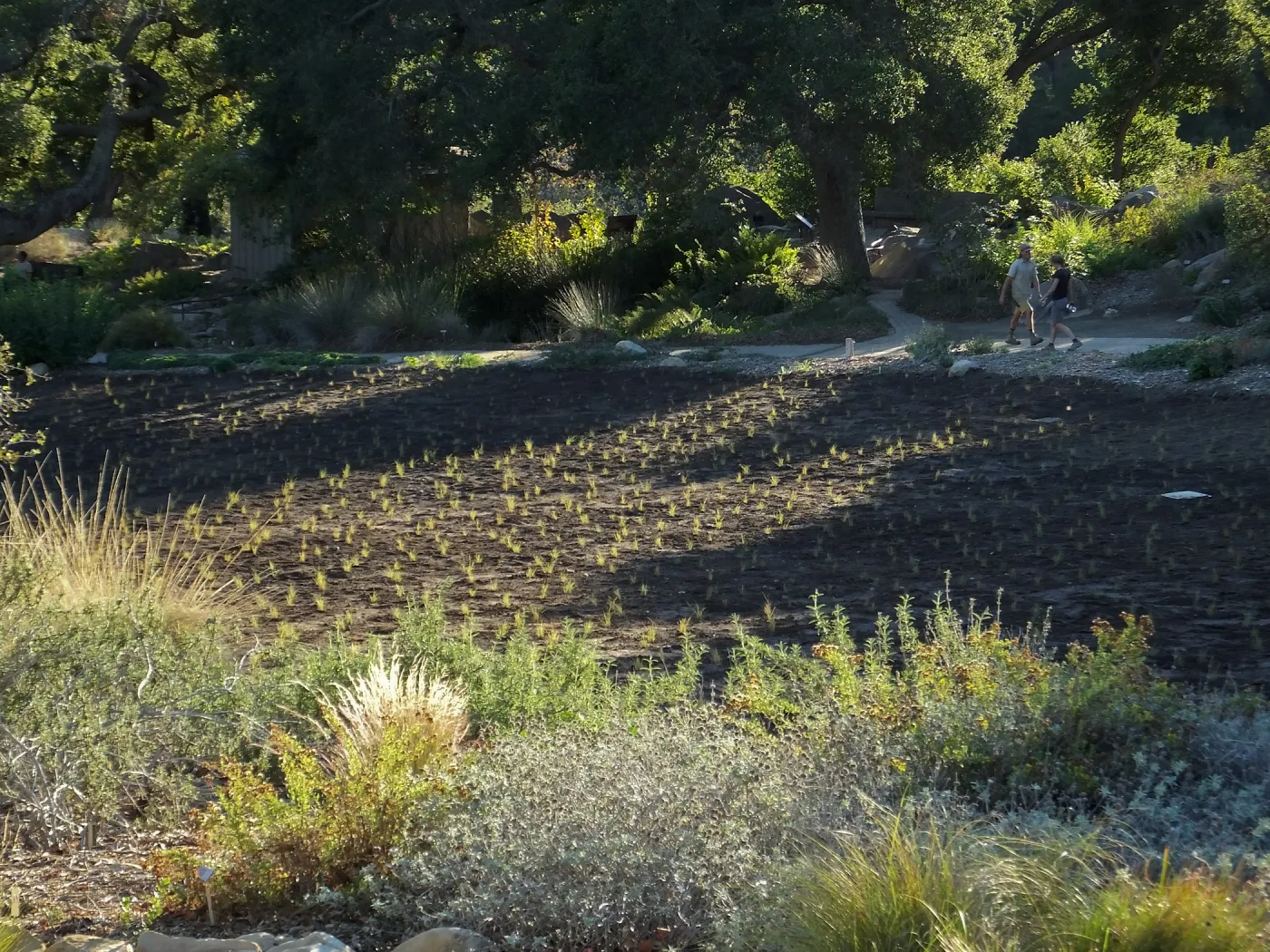 Meadow Revival Project, Blue Gramma Plug Planting