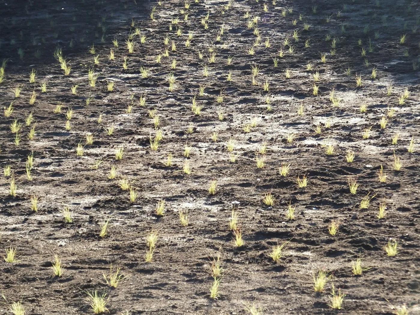 Meadow Revival Project, Blue Gramma Plug Planting