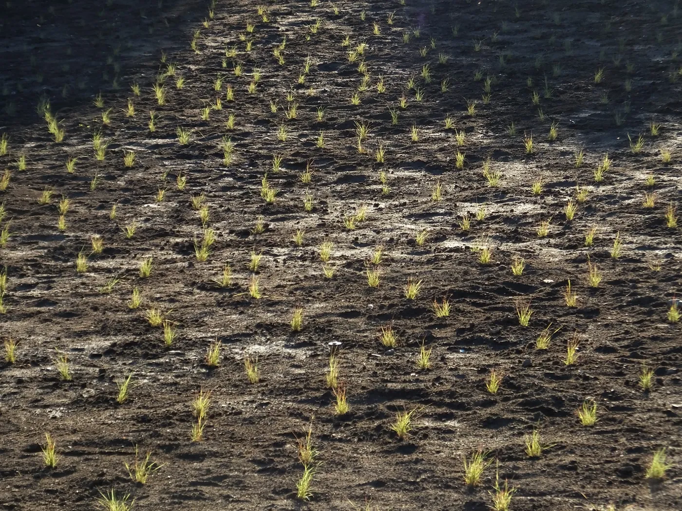 Meadow Revival Project, Blue Gramma Plug Planting