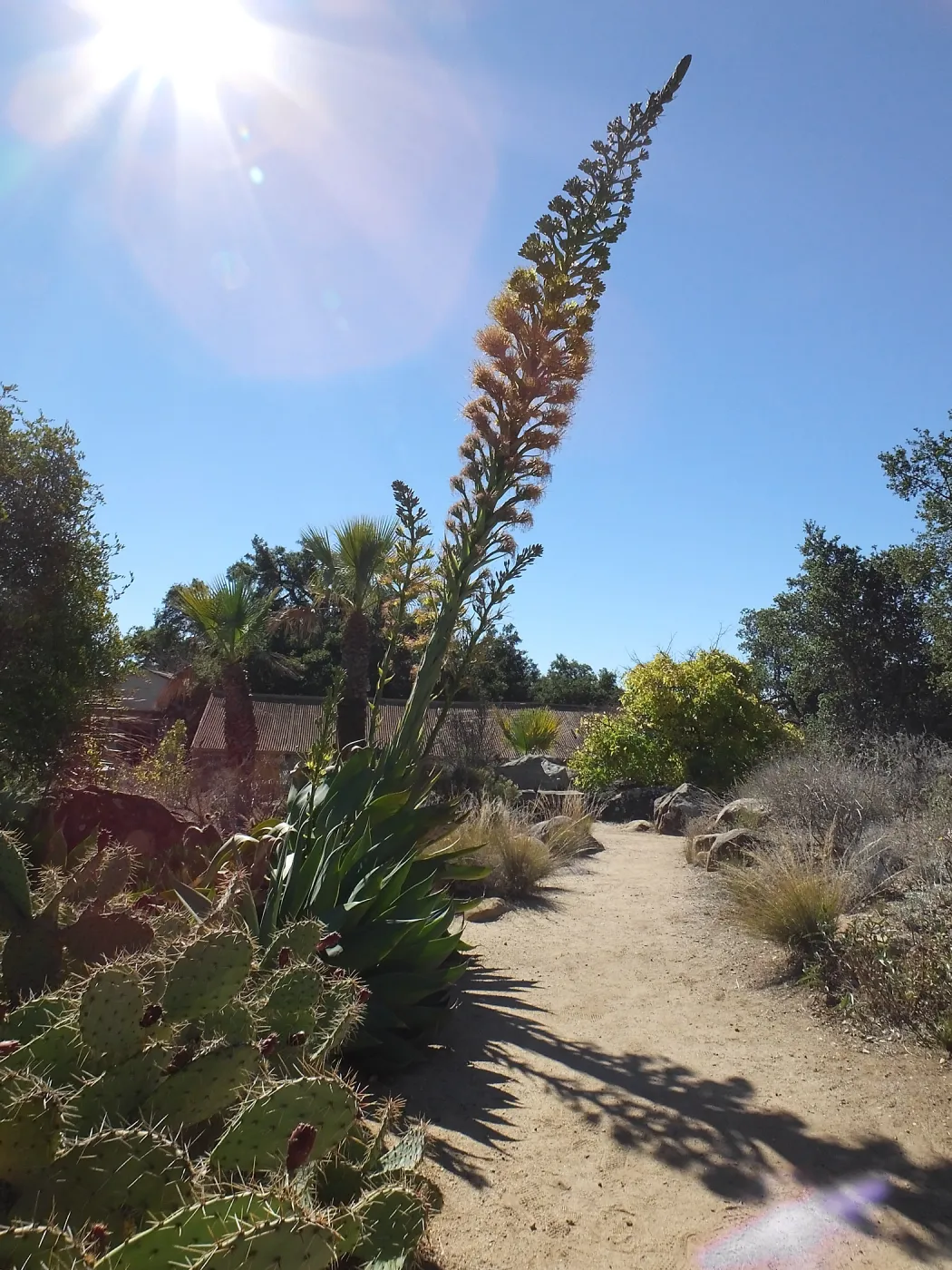 Agave David Verity